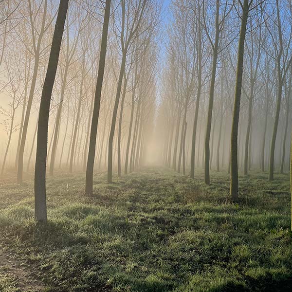 Azienda-coltivazione-piantagioni-pioppi