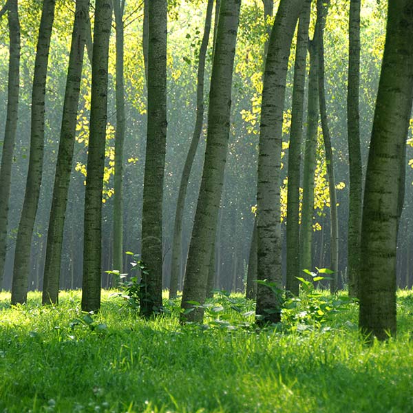 caratteristiche-del-pioppo