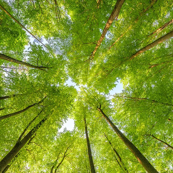 coltivazione-green-pioppeto