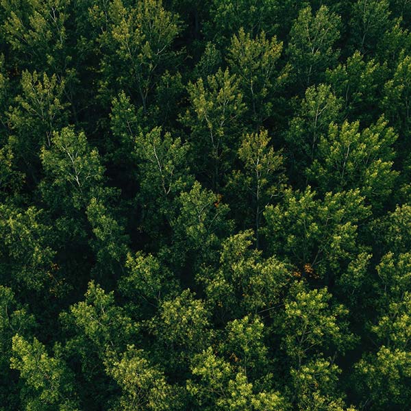 essenze-e-varieta-nero