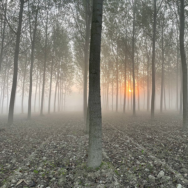 migliori-pioppeti-in-italia