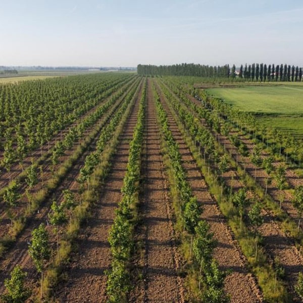 piantagioni-di-pioppi