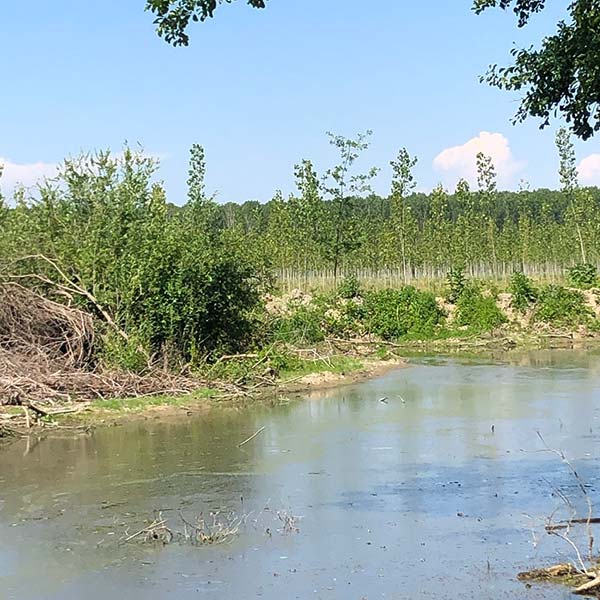produzione-certificata-di-pannelli-di-pioppo