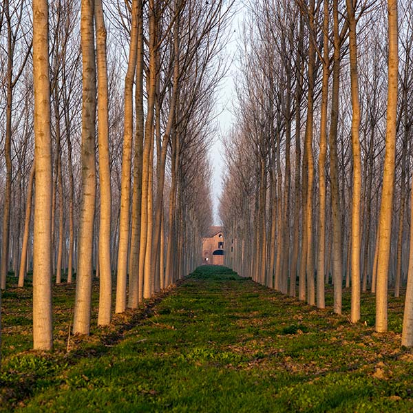 produzione-sostenibile-compensati-pioppo